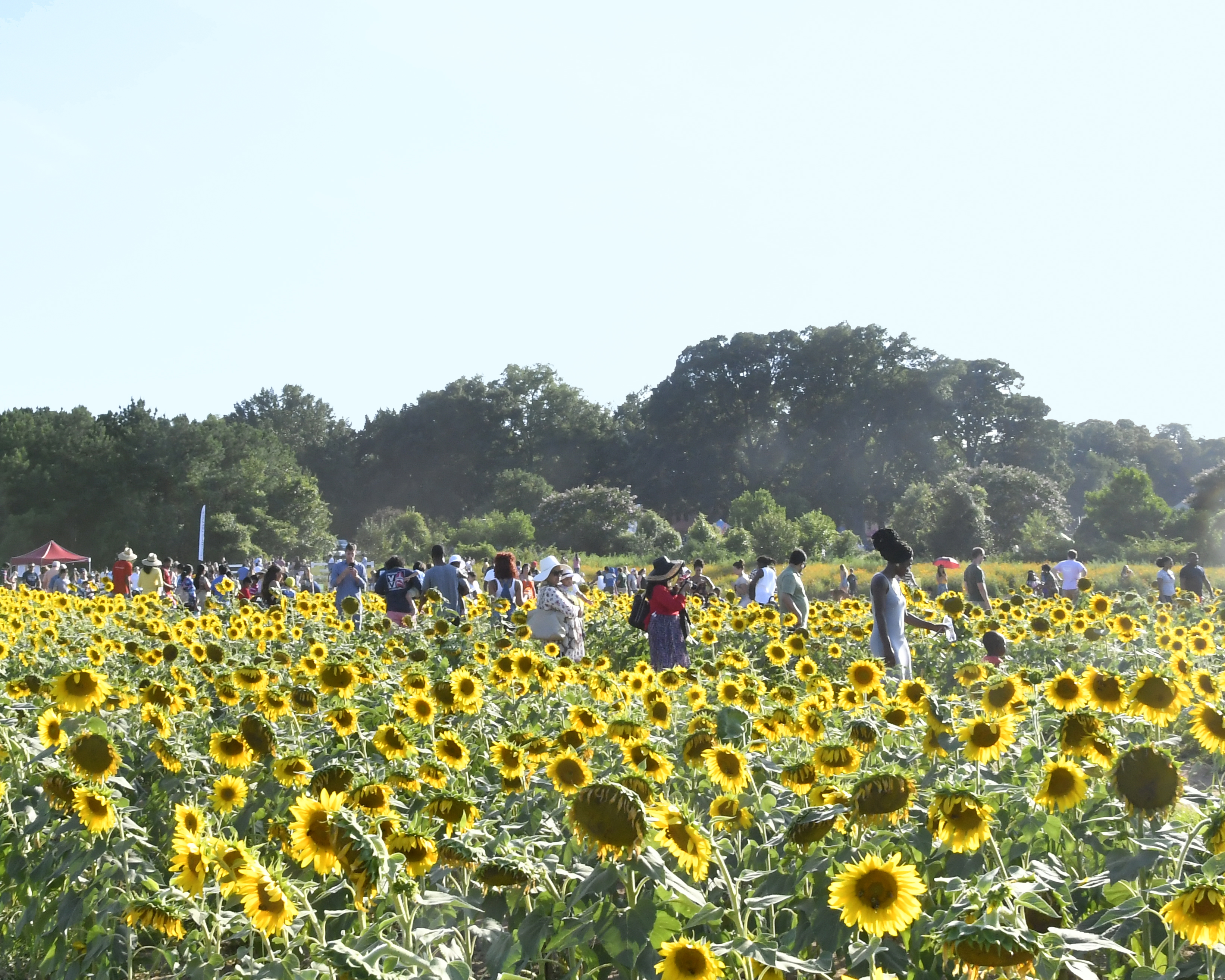 Park visitors enjoying walking through the sunflower field during Dix Park's SunFest event 