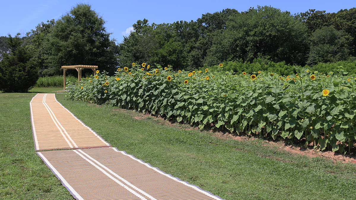 Accessible pathway at the sunflower field