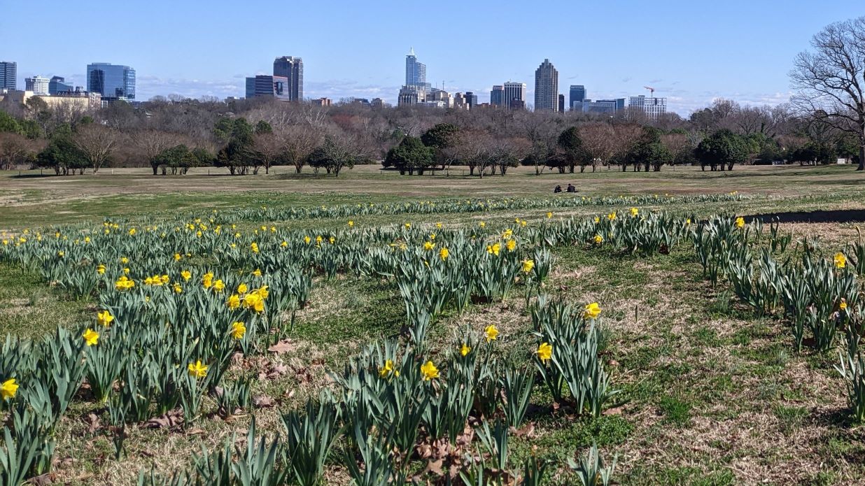 Daffodils blooming in Flowers Field February 13, 2024