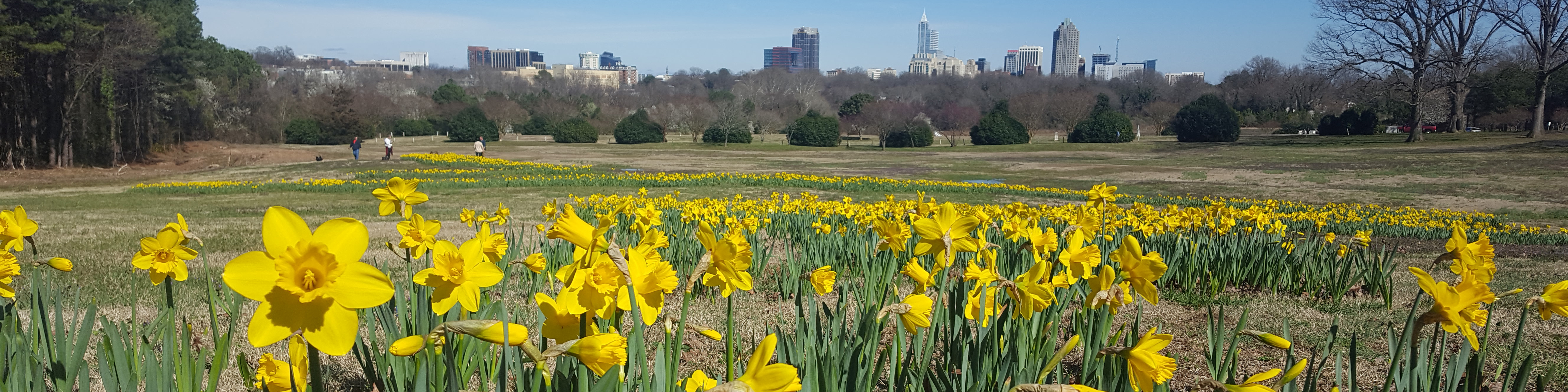 A ribbon of daffodils trails through Flowers Field at Dix park in front of the Raleigh Skyline