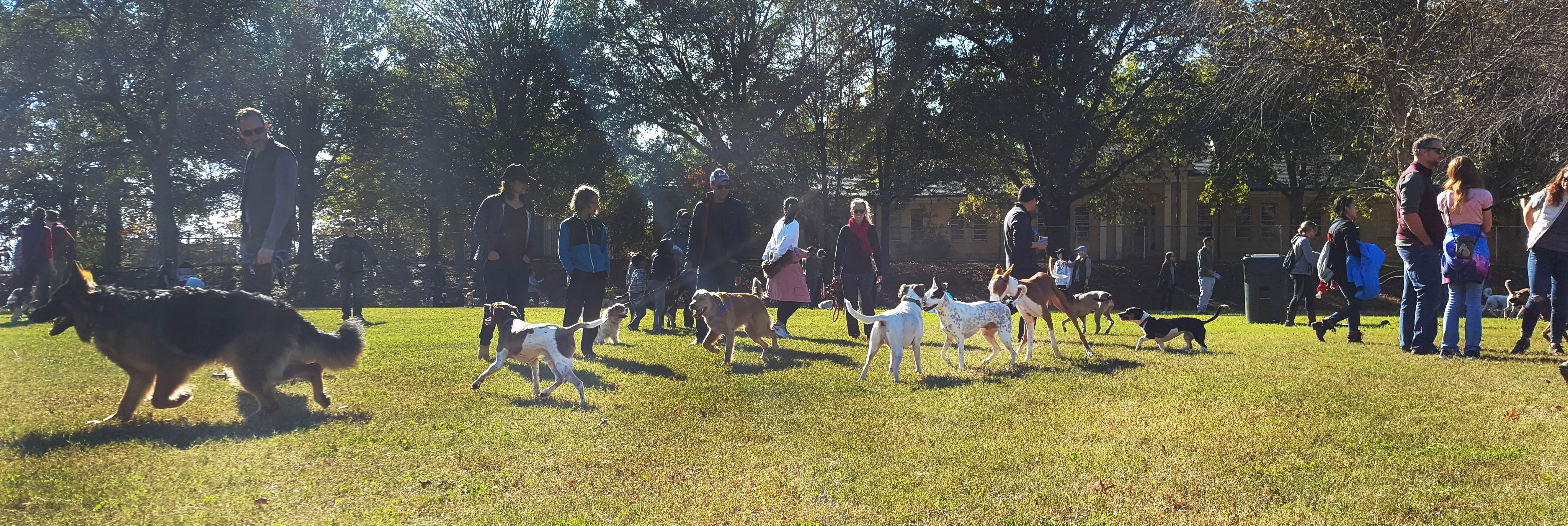 People and their dogs at Dix Park's new Dog Park