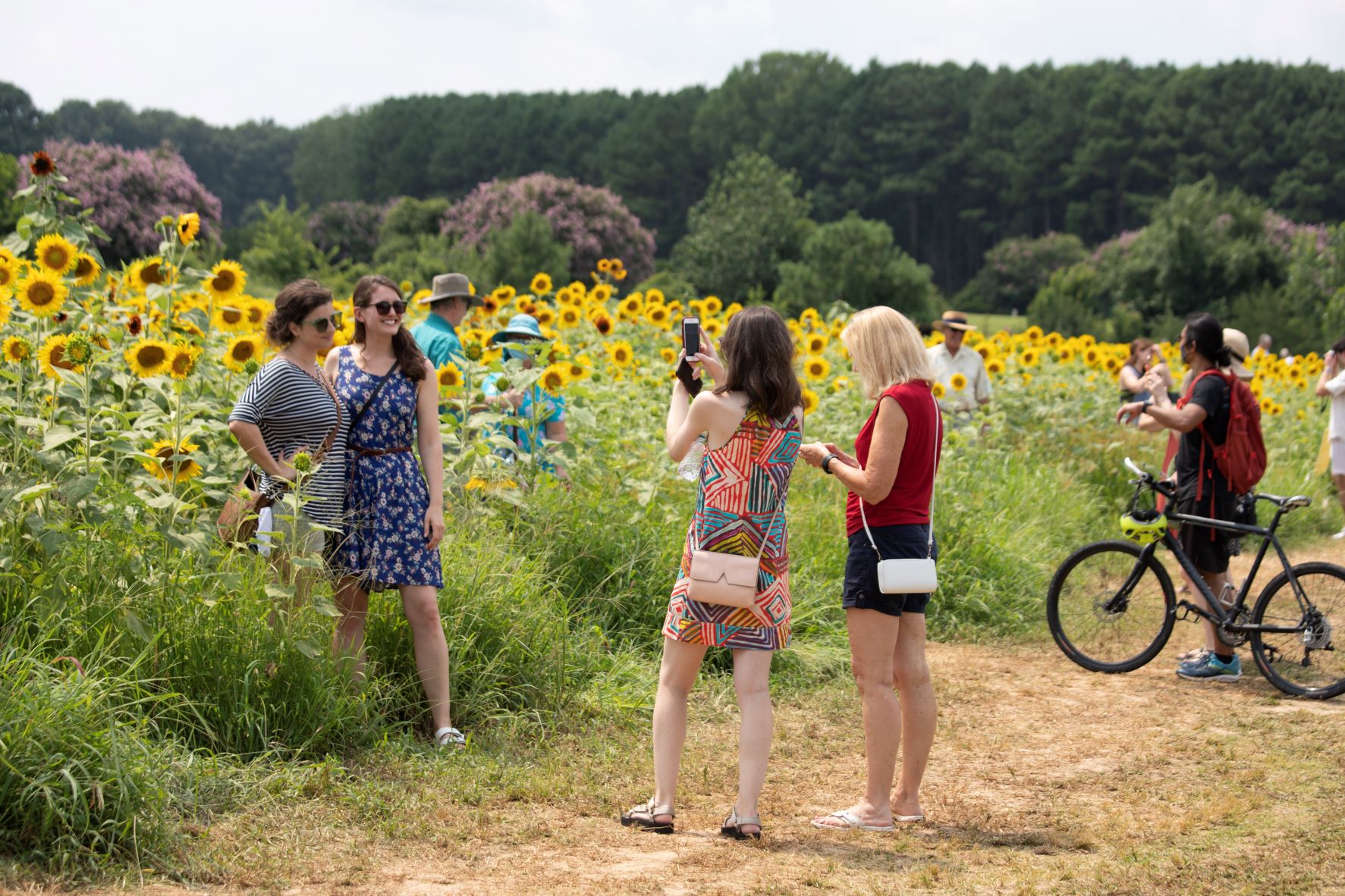 Visitors taking photos at the sunflower field