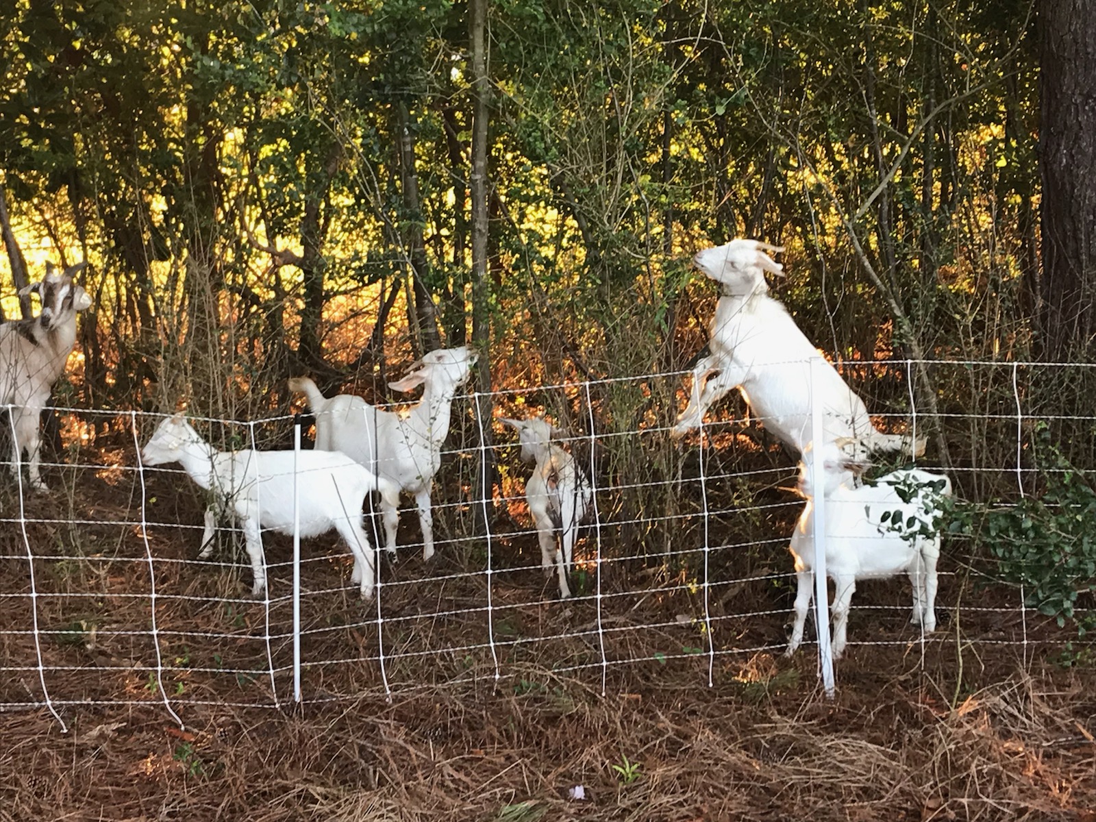Goats at Dix Park