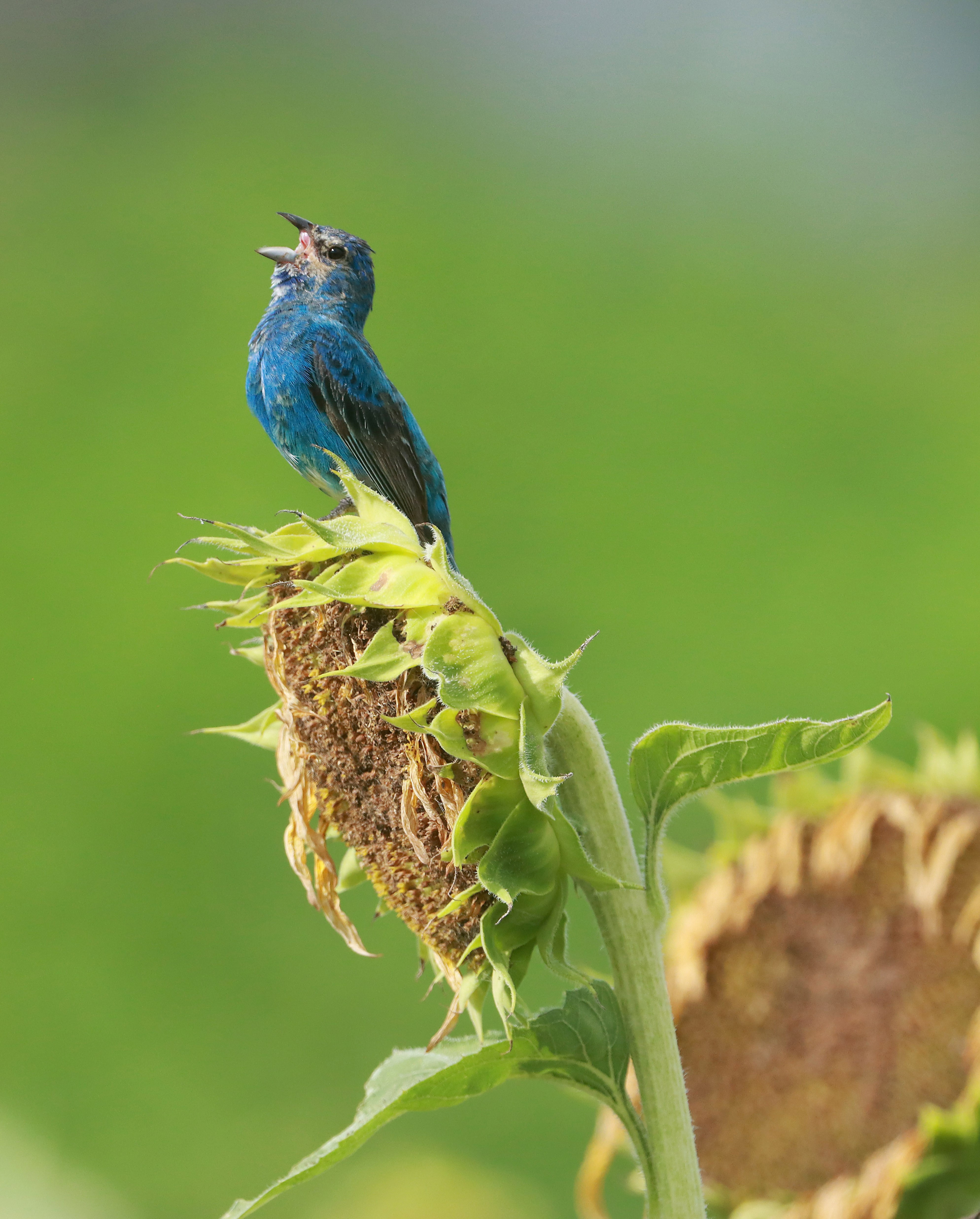 Indigo Bunting Sunflowers - Bob Karp