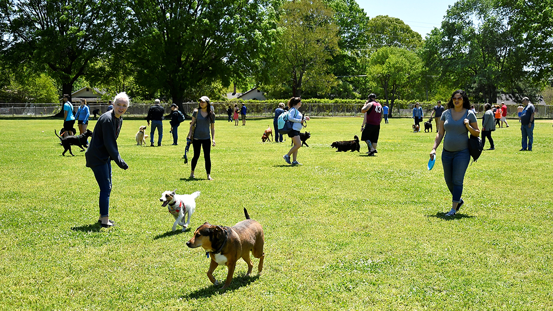 pets and people at the dog park
