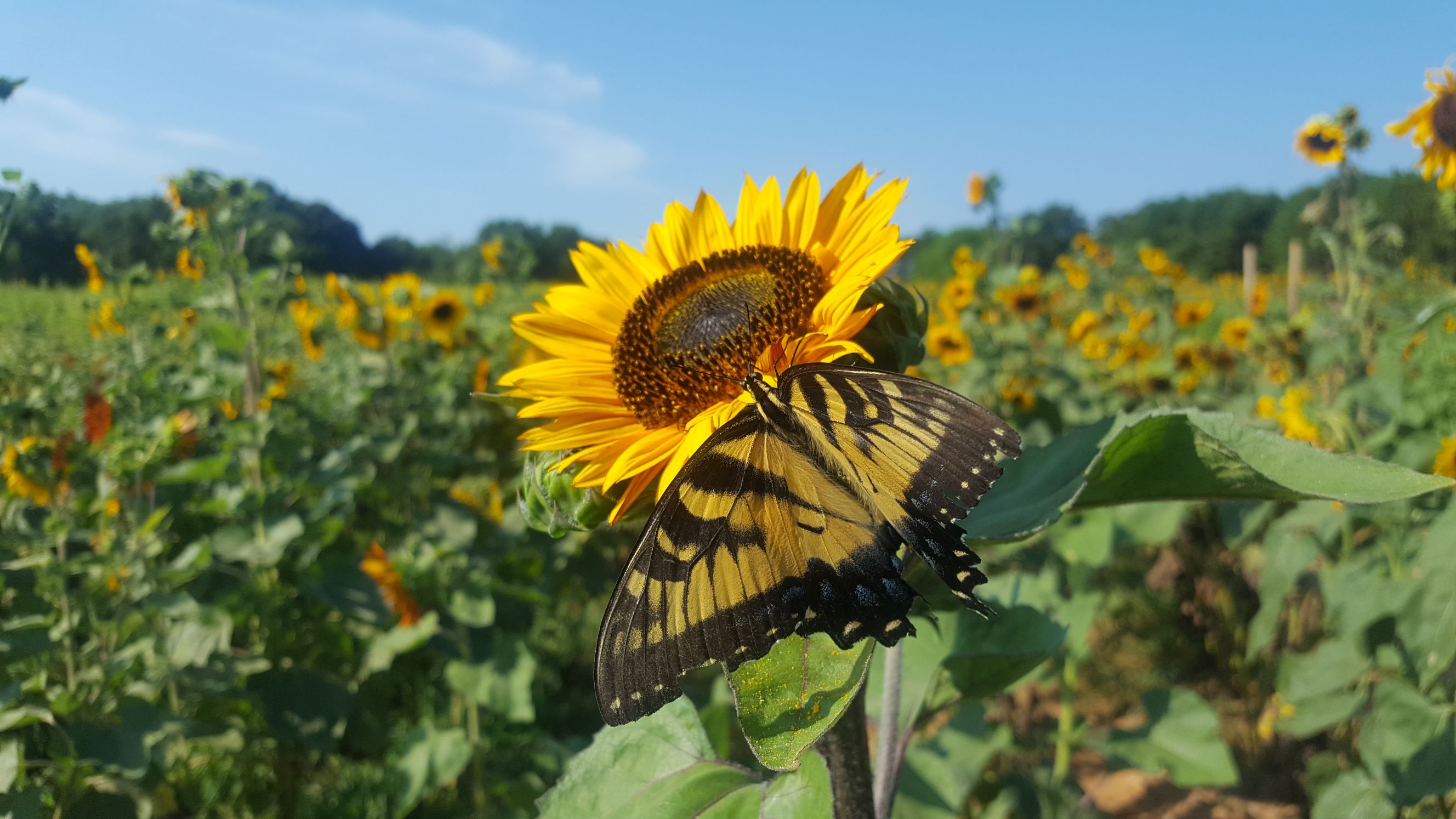 Sunflower with yellow swallowtail butterfly 