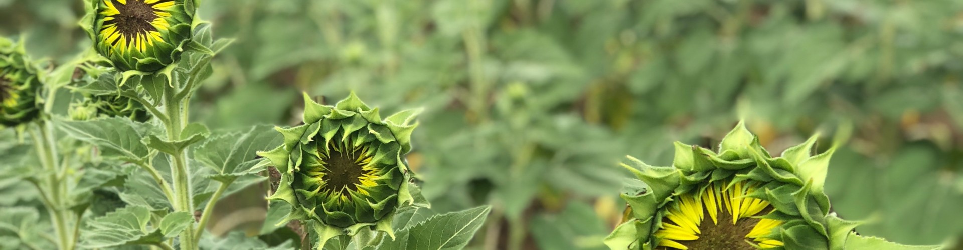 sunflowers at Dix Park almost in bloom