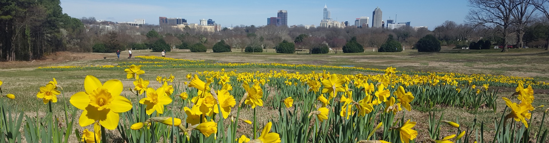 Daffodils in Flowers Field at Dix Park