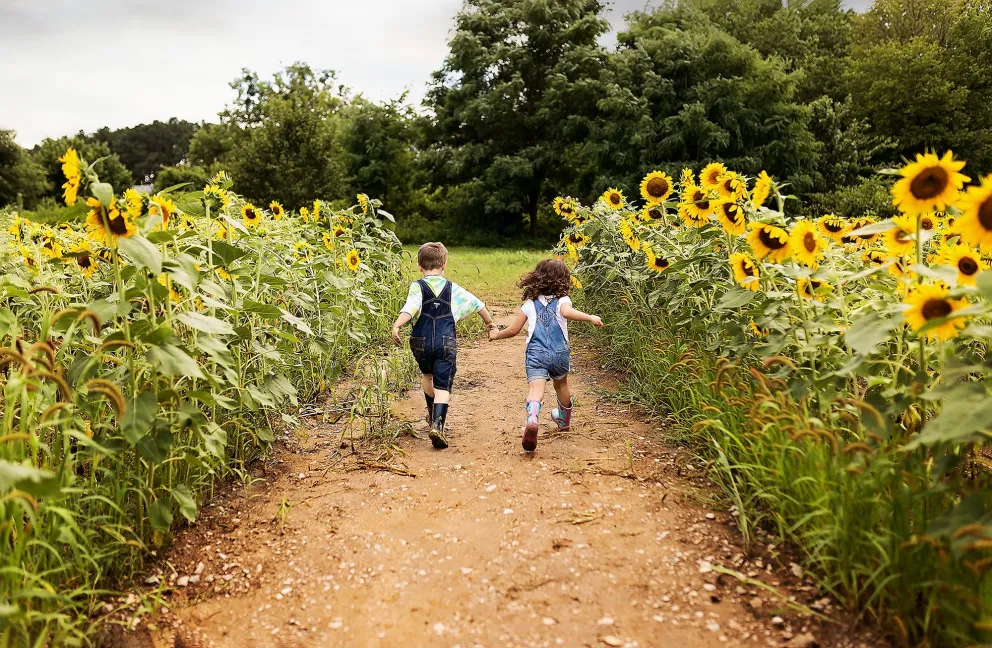 Two children running through the sunflowers