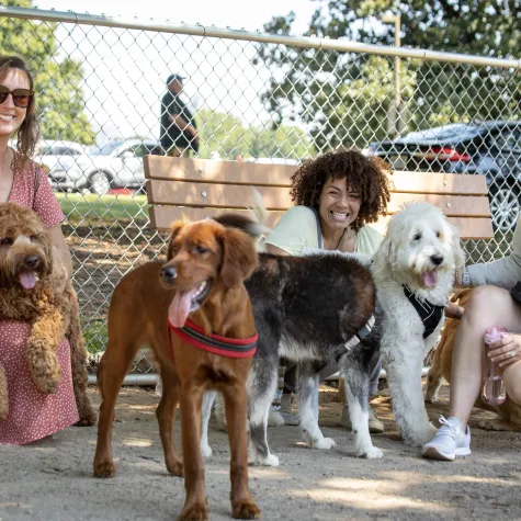 Group of women and dogs