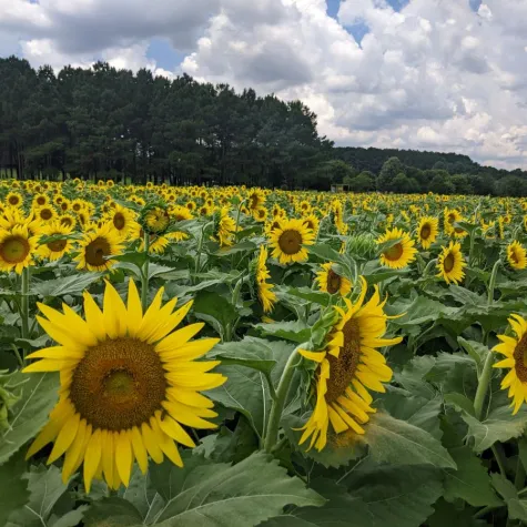 Dix Park Sunflower Field in bloom July 12, 2025