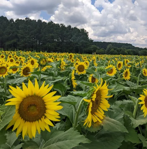 Dix Park Sunflower Field in bloom July 12, 2025
