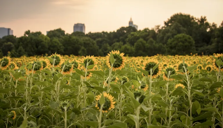 Sunflowers