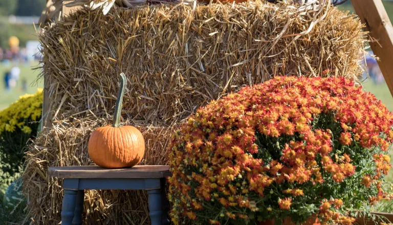 Pumpkin on a hay bale