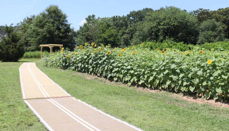 Sunflowers Accessible Pathway