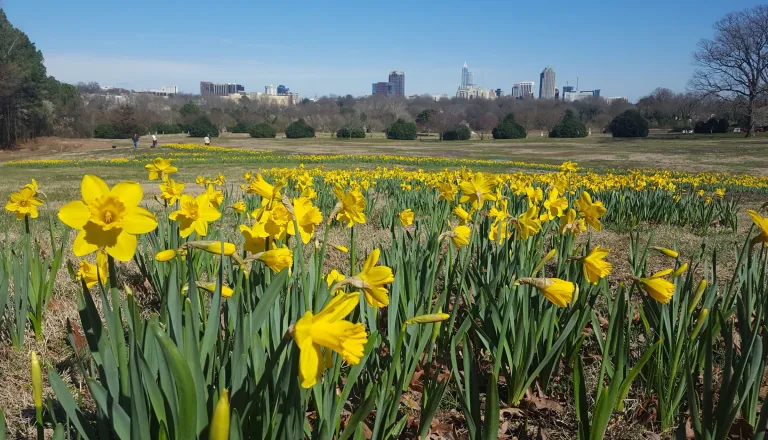 A ribbon of daffodils trails through Flowers Field at Dix park in front of the Raleigh Skyline