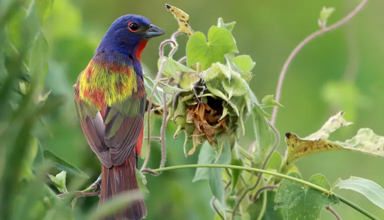 Painted Bunting photo by Bob Karp in 2022