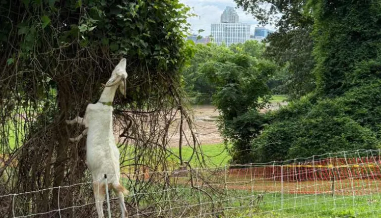 Goat eating vegetation at Dix Park in the Grove