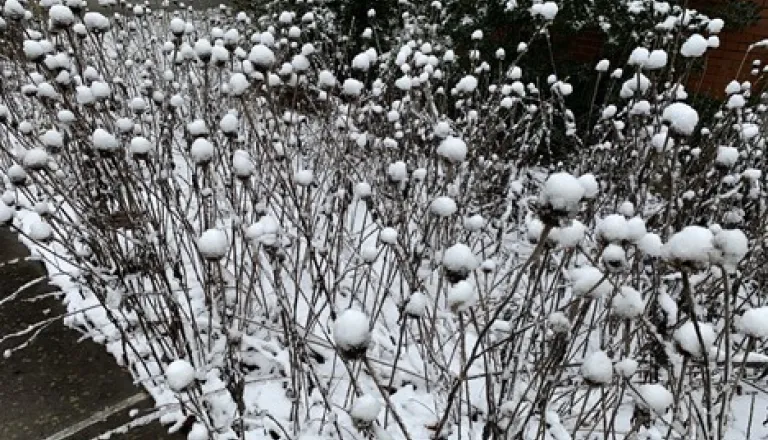 Snow covered flower stalks in the garden