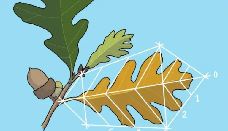 Project Quercus drawing by Preston Montague