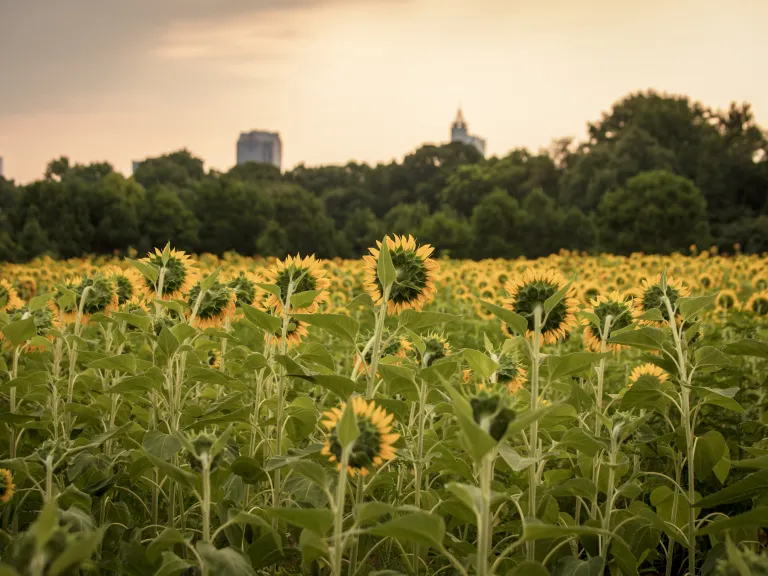 Sunflowers