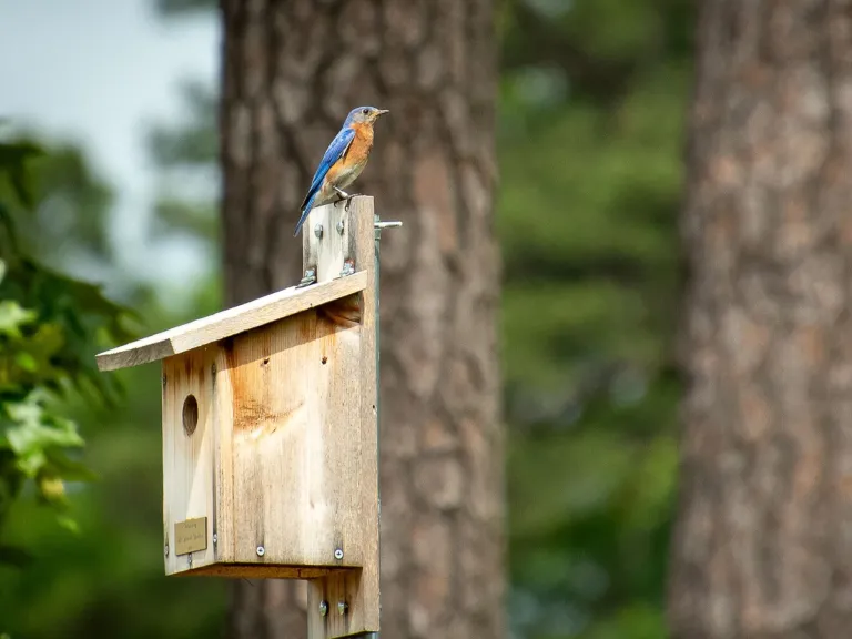 Blue Bird and blue bird box