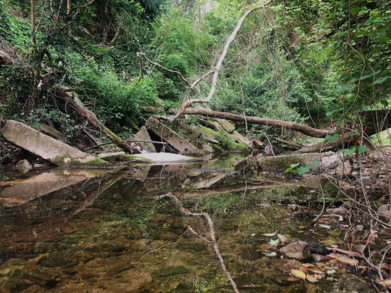 Rocky Branch Creek in 2020