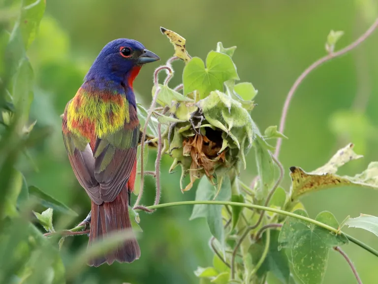 Painted Bunting photo by Bob Karp in 2022