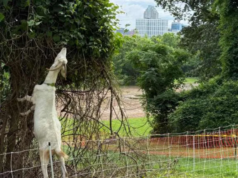 Goat eating vegetation at Dix Park in the Grove