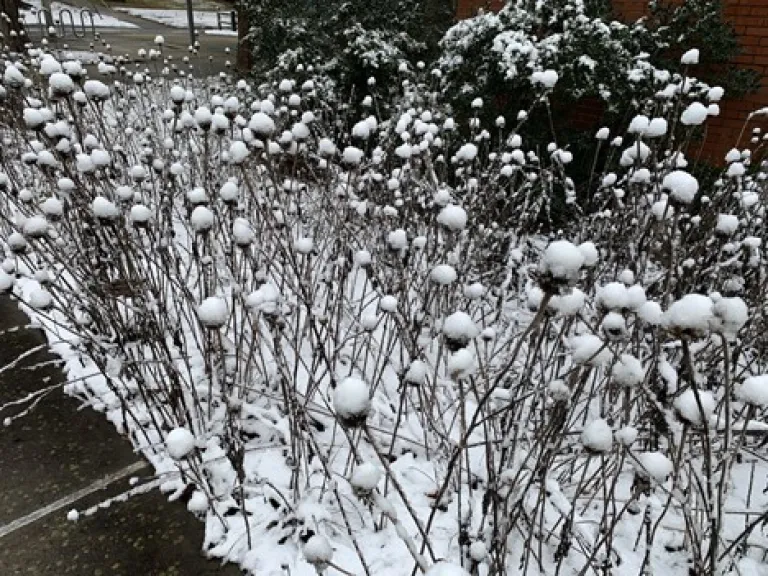 Snow covered flower stalks in the garden