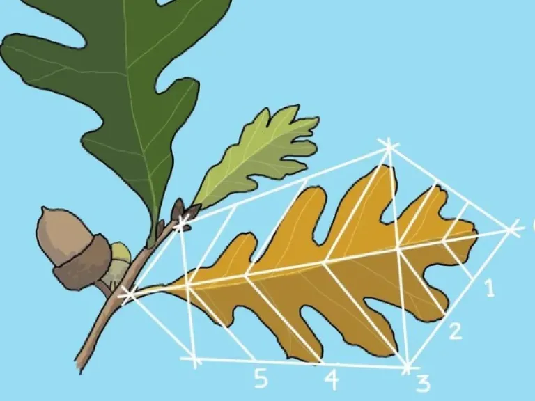 Project Quercus drawing by Preston Montague