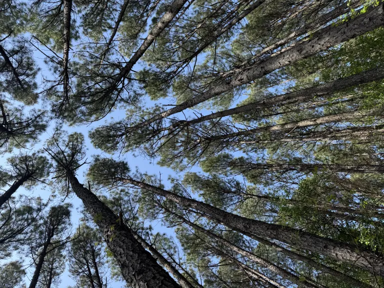 pine loop trees