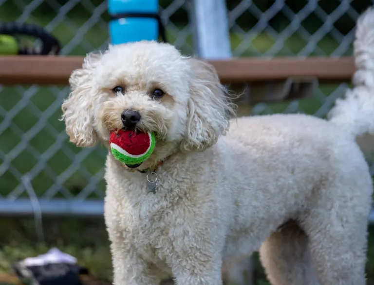 Small dog with ball