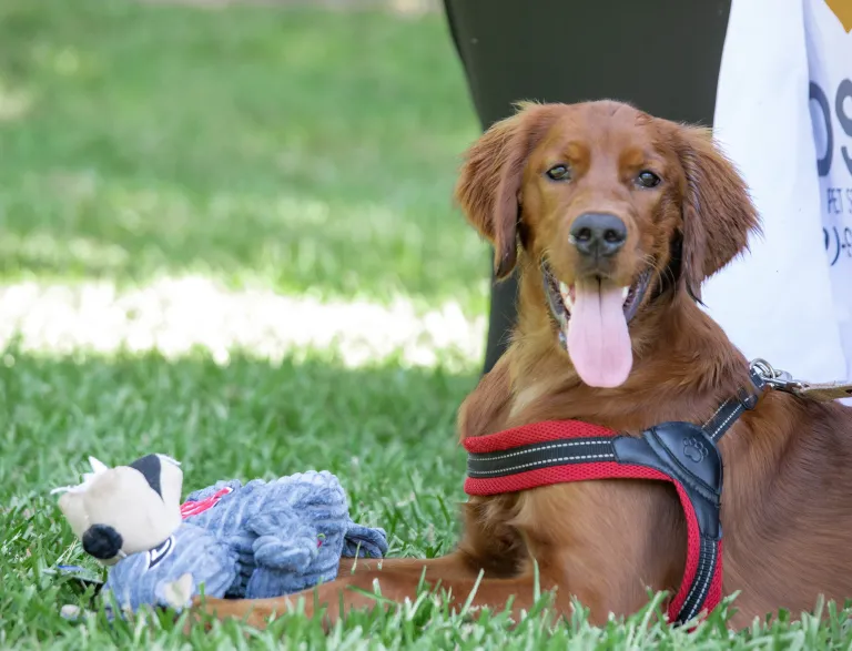 Dog with toy