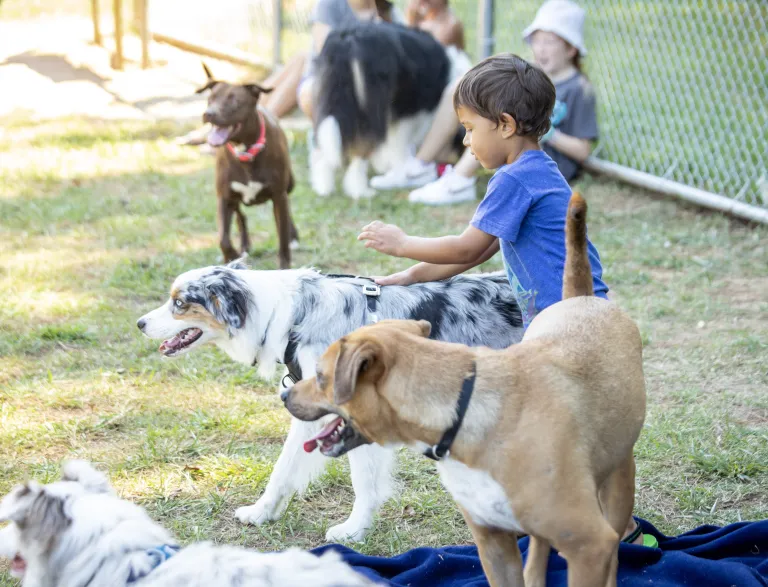 Child playing with dogs