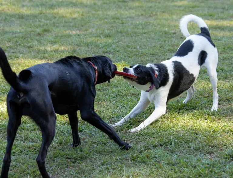 Two dogs playing