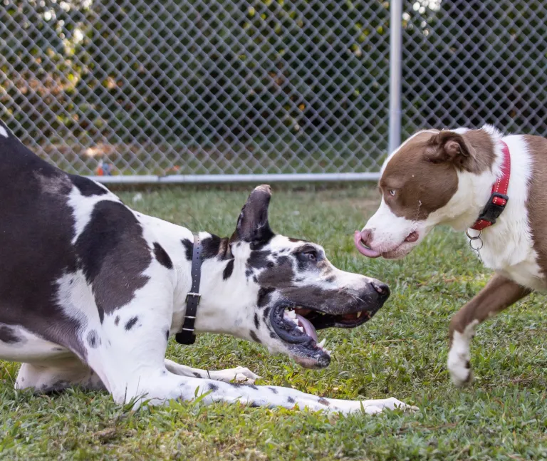 Dogs playing at dog park